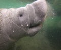 Underwater closeup of young manatee with smiling face and button eyes Royalty Free Stock Photo