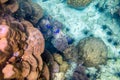 Underwater colorful coral reef and fish Royalty Free Stock Photo