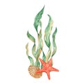 Underwater composition of seaweeds, red starfish and seashell. Watercolor illustration. For cards, posters, menu, marine