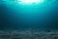 Underwater concept, Pollution in the ocean Royalty Free Stock Photo