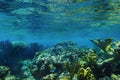 Underwater Coral Royalty Free Stock Photo