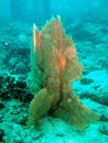 Underwater coral