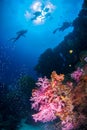 Underwater coral with bright color fish. Royalty Free Stock Photo