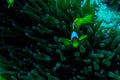 Underwater coral garden with anemone and a pair of yellow clownfish