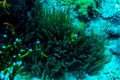 Underwater coral garden with anemone and a pair of yellow clownfish Royalty Free Stock Photo