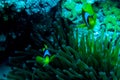 Underwater coral garden with anemone and a pair of yellow clownfish