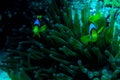 Underwater coral garden with anemone and a pair of yellow clownfish Royalty Free Stock Photo