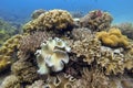 Underwater coral garden Royalty Free Stock Photo