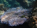 Underwater coral life picture background