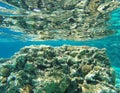 Underwater coral reef background