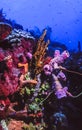 Underwater coral reef in Caribbean Royalty Free Stock Photo