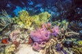 Underwater coral reef in Caribbean Royalty Free Stock Photo