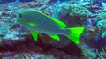 Underwater coral reef with colorful fish Ribboned sweetlips. Close up of yellow fish Plectorhinchus Polytaenia and coral in deep