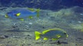 Underwater coral reef with colorful fish Ribboned sweetlips and Diagonal Banded Sweetlips. Close up of yellow fish Plectorhinchus