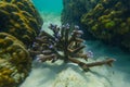 Underwater coral reef. Corals in the form of horns with blue tipsh, habitat of biocenosis of exotic marine tropical