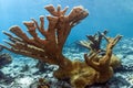 Underwater coral reef Elkhorn coral (Acropora palmata)