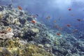 Underwater coral reef landscape background in the deep blue ocean with colorful fish Royalty Free Stock Photo