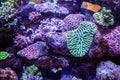 Underwater coral reef landscape background in the deep lilac ocean Royalty Free Stock Photo