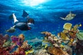 Underwater Coral Reef Landscape Snorkling