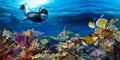 Underwater coral reef landscape snorkling Royalty Free Stock Photo