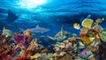 Underwater coral reef landscape Royalty Free Stock Photo