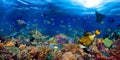 Underwater coral reef landscape wide 2to1 panorama background in the deep blue ocean with colorful fish sea turtle marine wild