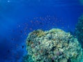 Underwater coral reef with a lot of colorful fish in Red Sea Royalty Free Stock Photo