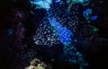 Underwater coral reef in open cave Royalty Free Stock Photo