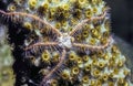 Underwater coral reef Royalty Free Stock Photo