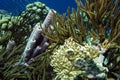 Underwater coral reef purple tube sponge Royalty Free Stock Photo