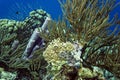 Underwater coral reef purple tube sponge