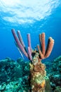Underwater coral reef Royalty Free Stock Photo