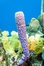 Underwater coral reef Royalty Free Stock Photo