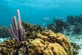 Underwater coral reef Royalty Free Stock Photo