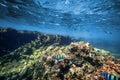 a Underwater coral reef on the red sea