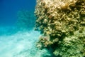 Underwater coral reef. Royalty Free Stock Photo