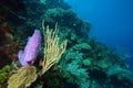 underwater coral reef scene Royalty Free Stock Photo