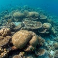 Underwater coral reef scene with a diverse array of corals, including brain coral