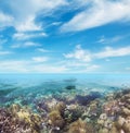 Underwater coral reef seabed view