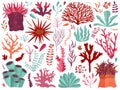 Underwater Coral Reef with Seaweeds and Anemones