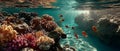 Underwater Coral Reef Sunlight Royalty Free Stock Photo