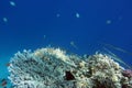 Coral and fish in the Red Sea.Egypt Royalty Free Stock Photo