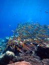 Underwater reef landscape with fish Royalty Free Stock Photo