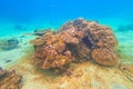 Underwater coral reef. View swim float coral reef starfish, habitat of biocenosis of exotic marine tropical animals