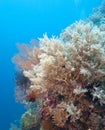 Underwater coral wall Royalty Free Stock Photo