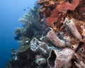 Underwater coral wall Royalty Free Stock Photo