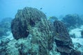 Underwater coralreef in the Caribbean Sea, dutch Antilles. Royalty Free Stock Photo