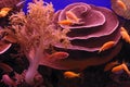 Underwater corals and Red Sea fish Royalty Free Stock Photo