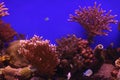 Underwater corals and Red Sea fish Royalty Free Stock Photo