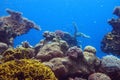 Underwater corals and Red Sea fish Royalty Free Stock Photo